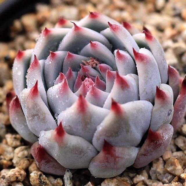 PRESALE Echeveria Momotarou cv