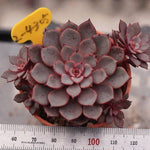 Echeveria Morani, Cluster (Hybrid)