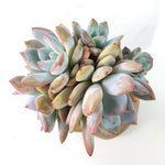 Echeveria Orange Monroe, Cluster