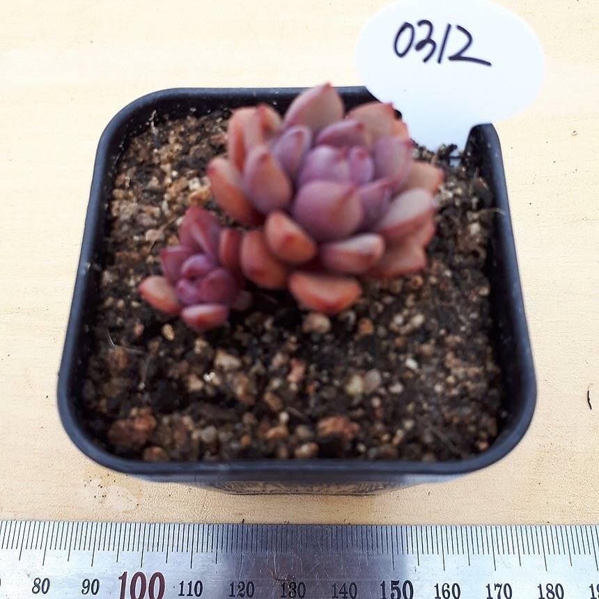 PRESALE Graptoveria Purple Dream, (Random)