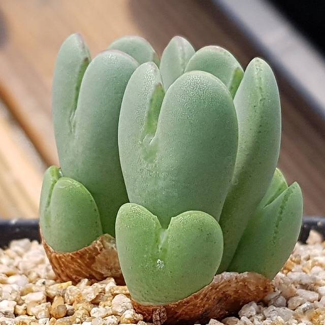 PRESALE Conophytum Bilobum, (Random)