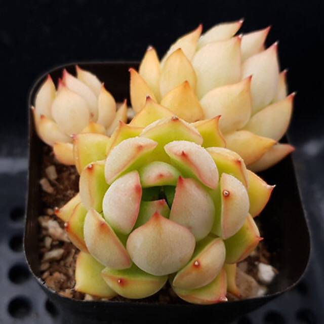 PRESALE Echeveria Lorena, (Random)