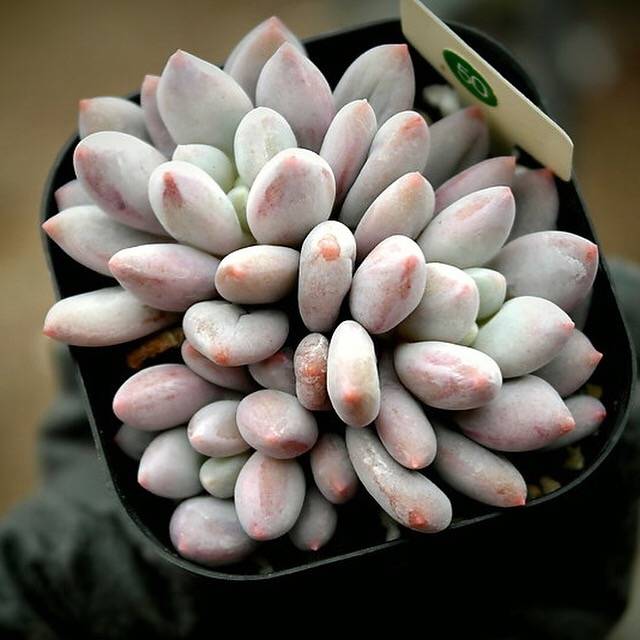 PRESALE Echeveria Venus, (Random)