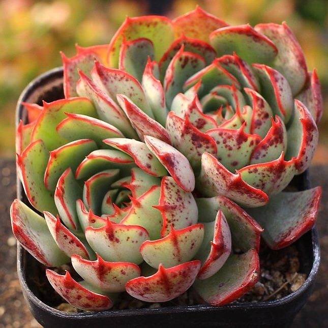 Echeveria Love Fire, (Not so Random)