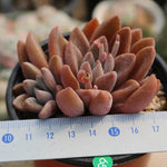 PRESALE Echeveria Sugar Jelly, (Random)