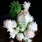 PRESALE Euphorbia Submamillaris, Variegata, (Random)