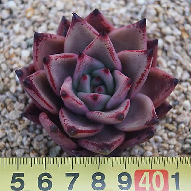 PRESALE Echeveria Agavoides 'Eggplant,' (Random)