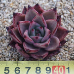 PRESALE Echeveria Agavoides 'Eggplant,' (Random)