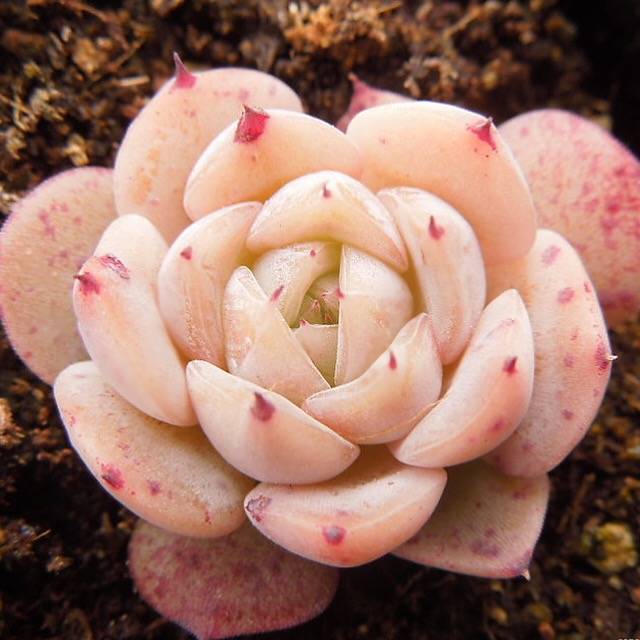 SPECIAL! JUST CART!! Echeveria Sp., (Not so Random)