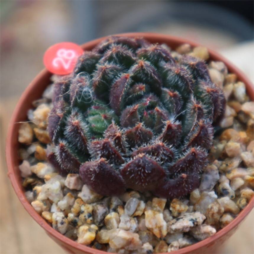 LUNCH BREAK FLASH SALE! PRESALE Echeveria 'Scorpio'