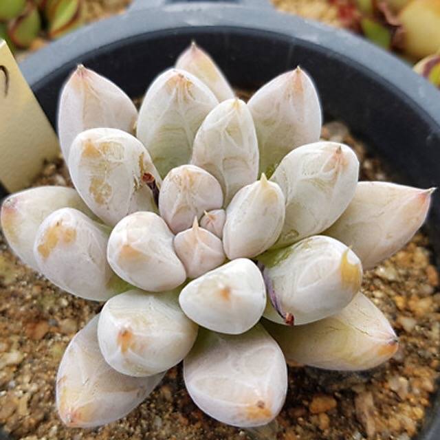 PRESALE Echeveria Tolimanensis, (Random)