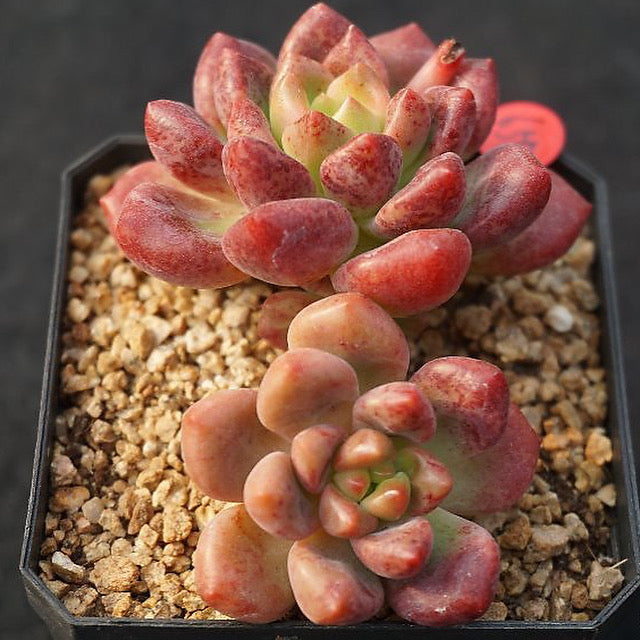 cvs succulents Pachyveria cv Paradoxa, (Video) – Cedar Creek Farmhouse