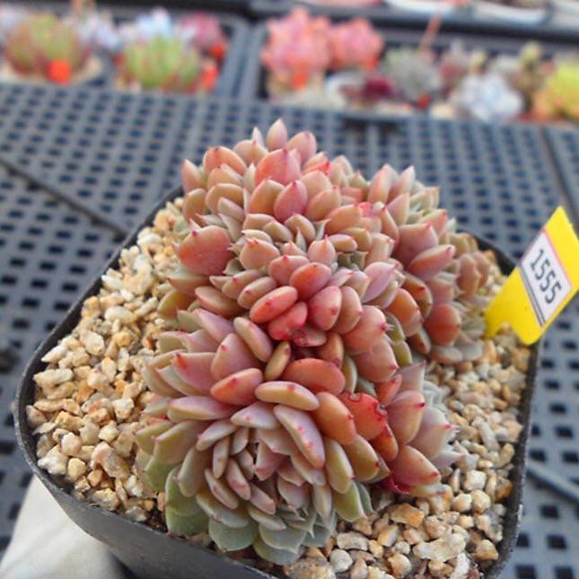 PRESALE Echeveria Tuxpan Cristata, (Not so Random)