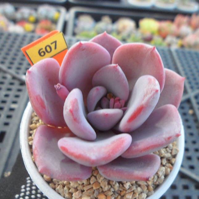 PRESALE Echeveria Amarrensis, (Random)