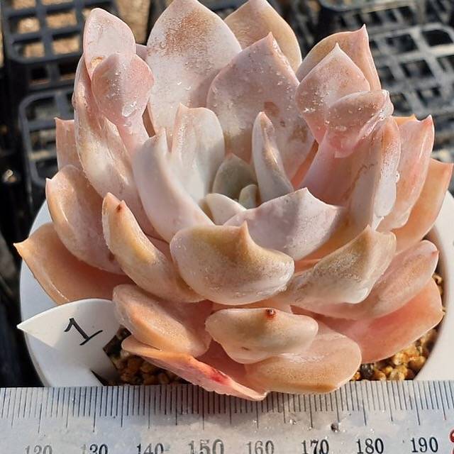 PRESALE Echeveria Grouse, (Random)