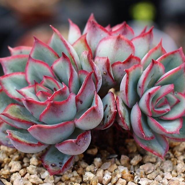 PRESALE Echeveria Esther