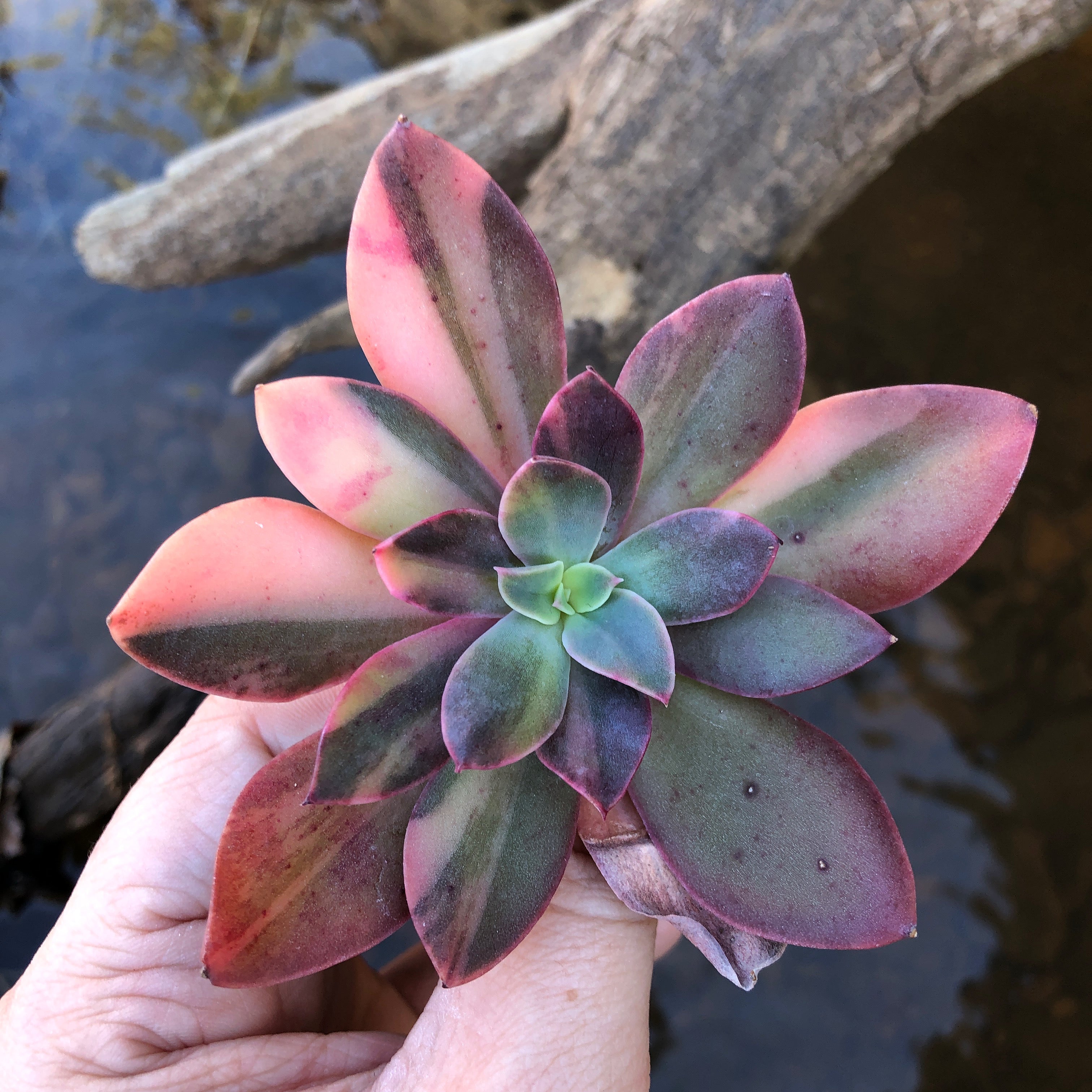 Echeveria Hanaikada, Variegata – Cedar Creek Farmhouse