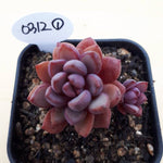 PRESALE Graptoveria Purple Dream, (Random)