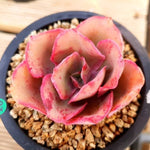 PRESALE Echeveria Red Finkle, (Random)