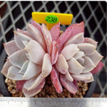 PRESALE Echeveria Grouse, Double, (Random)