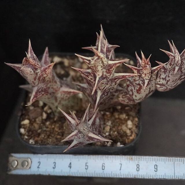 4th OF JULY FLASH SALE- DEAL #8 PRESALE Stapelia Decaryi Choux