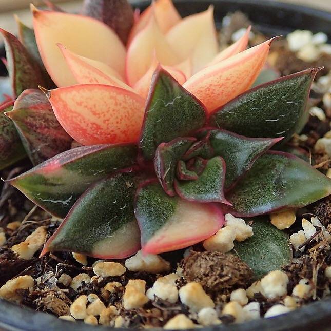 (RESERVED) Echeveria Monocerotis, Variegata