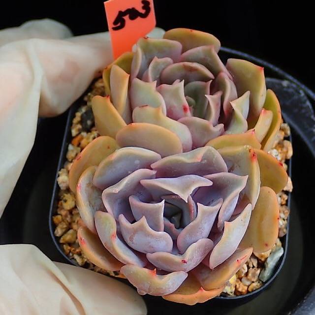 PRESALE Echeveria Keys, (Random)