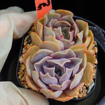 PRESALE Echeveria Keys, (Random)