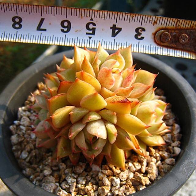 SPECIAL JUST CART! Echeveria Ben Badis, Small Cluster, (Not so Random)