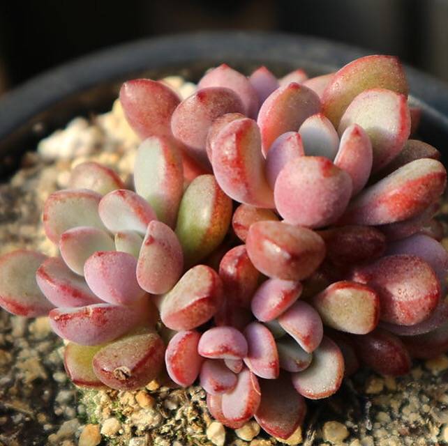 Graptoveria Purple Dream, (Random)