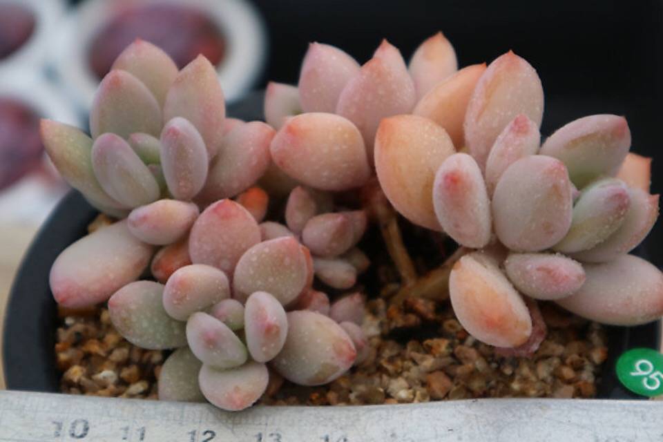 PRESALE Echeveria Sp. Cluster, (Random)