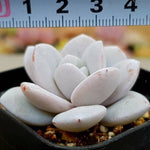 SPECIAL! JUST CART!! PRESALE Echeveria , (Not So Random) ***Not the Last one, just a mid-way gift :)