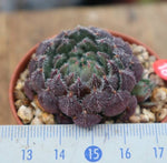 PRESALE Echeveria Scorpio, (Random)