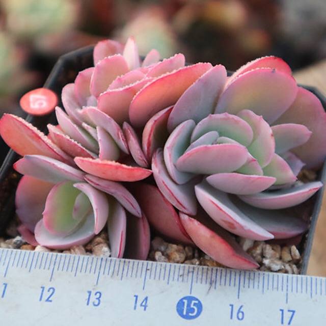 PRESALE Echeveria Angel Wings, Cristata, (Not so Random)