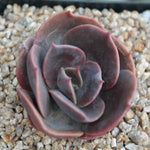 PRESALE Echeveria Blue Metal, (Random)