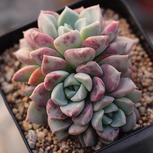 succulent spots Echeveria Pink Spots, Triple, (NEW!)