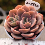 PRESALE Echeveria Hanamachi