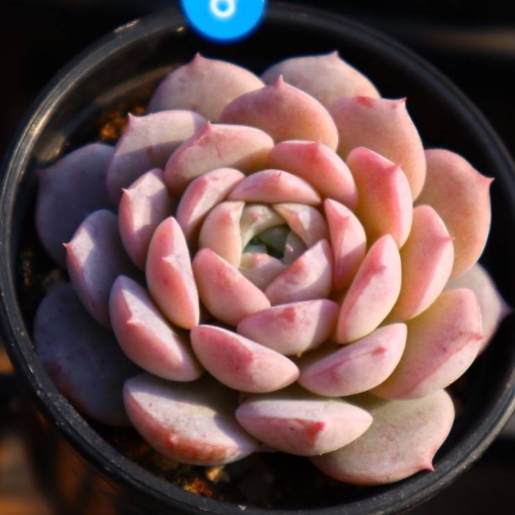 Echeveria Amazing Grace