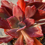 Echeveria Diamond State, Variegata, Double, (Not so Random)