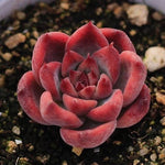 Echeveria Colorata Hybrid, (Itty Bitty)