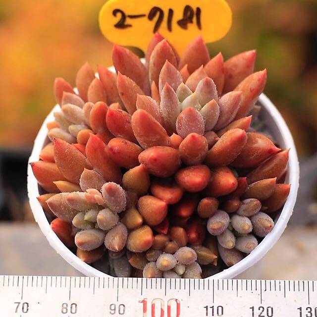 PRESALE Echeveria Rusby x Pachyphytum Machucae