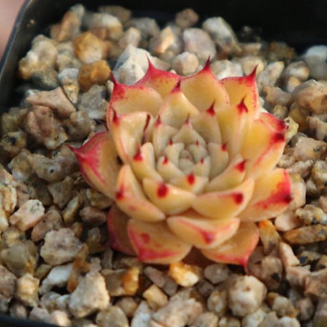 PRESALE Echeveria Halbingeri, (Random)