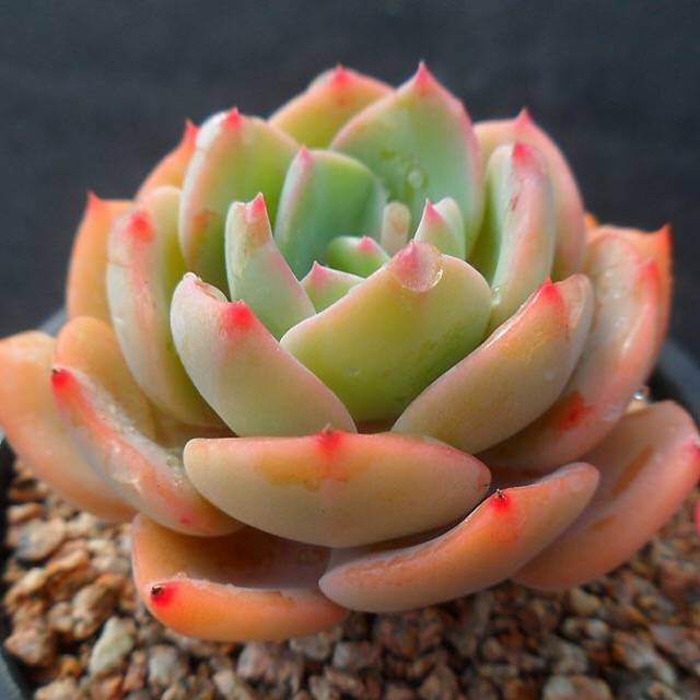 PRESALE Echeveria Smile, (Not so Random)