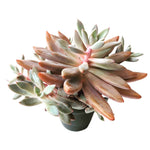 The Good, The Bad and The UGLY! Echeveria Sugar Jelly