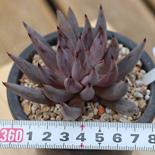 PRESALE Echeveria Unguiculata, (Random)