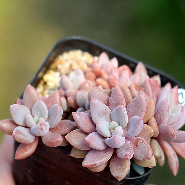 PRESALE Echeveria Sugar Jelly, Cluster (Random)