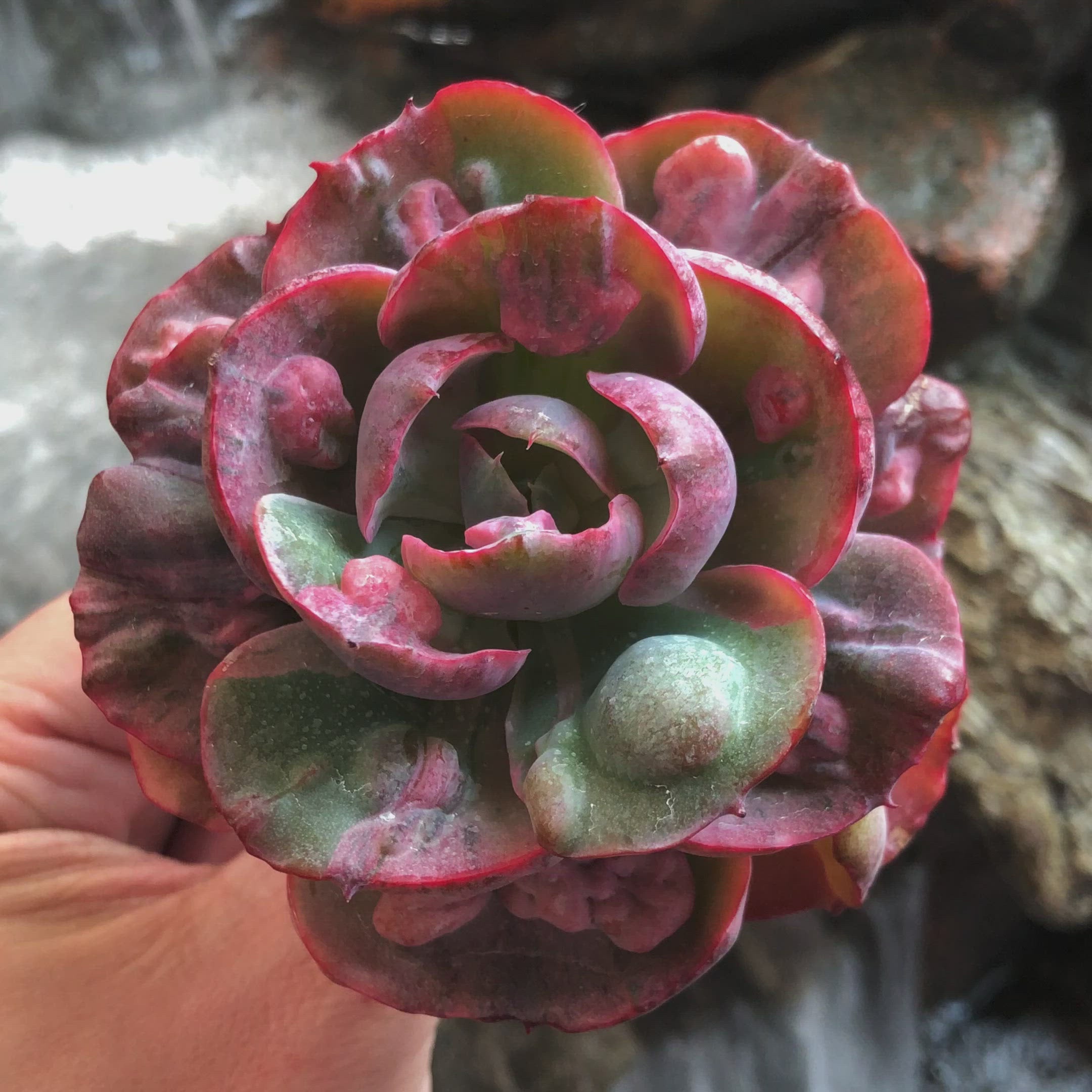 beyonce succulent Echeveria Beyonce Rainbow – Cedar Creek Farmhouse