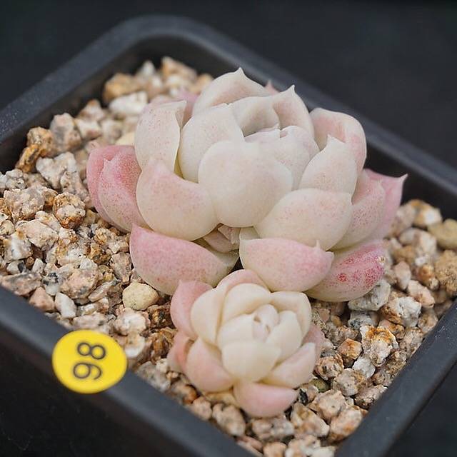 PRESALE Echeveria Hughmillus, (Random)