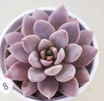 PRESALE Echeveria Lulu, (Random)