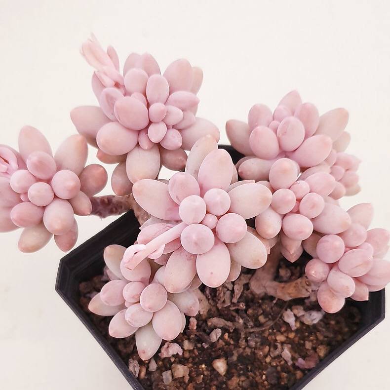 PRESALE Pachphytum Machucae, 'Baby Fingers,' (Random)